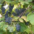 img_1841 img_1841