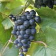 img_1859 img_1859