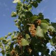 img_1865 img_1865