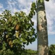 img_1896 img_1896