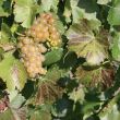 img_3550 img_3550