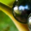 snus-banner-03 snus-banner-03